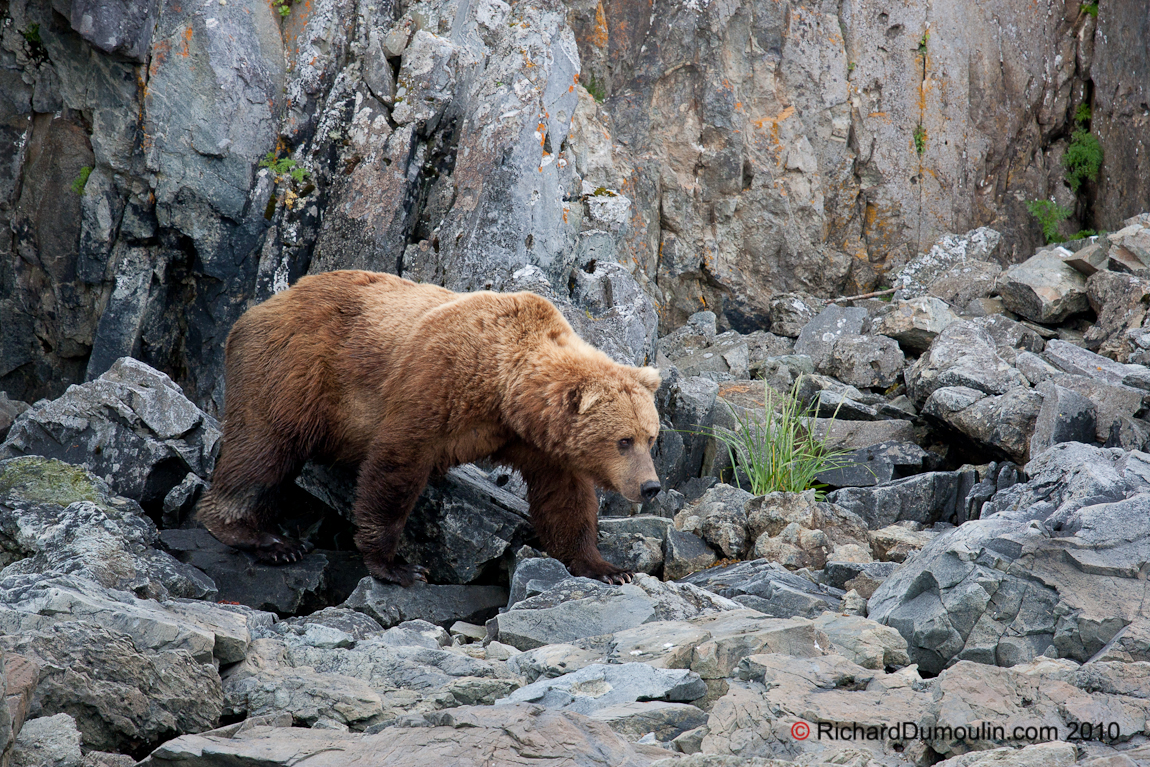 GRIZZLY BEAR